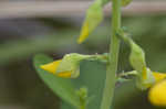 Showy rattlebox